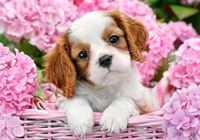 Castorland Pup in Pink Flowers - obrázek puzzlí
