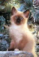 Castorland Siamese Kitten - puzzle image