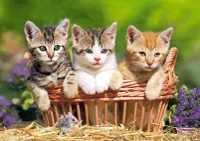 Castorland Three Lovely Kittens - obrázek puzzlí