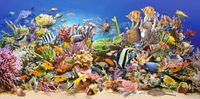 Castorland Underwater Life - puzzle image