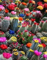 Ceaco Our Colourful World - Cactuses - puzzle image