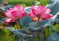 Cherry Pazzi Pink Lotus Flowers - obrázek puzzlí