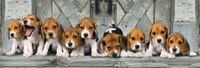 Clementoni Beagles - puzzle image