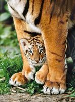 Clementoni Bengal Tiger Cub between its Mother's Legs - obrázek puzzlí