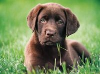 Clementoni Chocolate Puppy - puzzle image