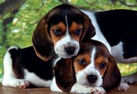 Clementoni Close Together - puzzle image