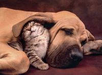 Clementoni Cuddles - obrázek puzzlí