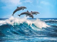 Dolphins