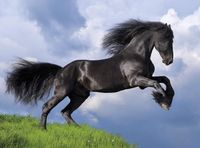 Clementoni Fresian Black Horse - puzzle image