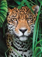 Clementoni Jaguar in the Jungle - puzzle image