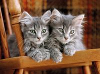 Clementoni Kittens - puzzle image