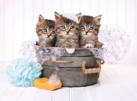 Clementoni Kittens and Soap - puzzle image
