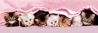 Clementoni Kittens Under Blanket - puzzle image