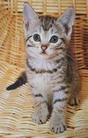 Clementoni Kitti - puzzle image