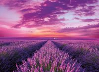 Clementoni Lavender Field - obrázek puzzlí