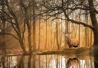 Clementoni Peace Puzzle: Rustling Silence - obrázek puzzlí