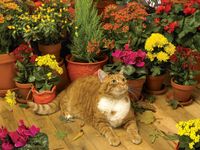 Cobble Hill Autumn Breeze - obrázek puzzlí