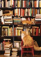 Cobble Hill Gotham Bookstore Cats - obrázek puzzlí