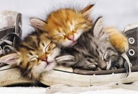 Dino Kotě v botě - obrázek puzzlí