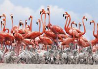 Dino Plameňáci - obrázek puzzlí