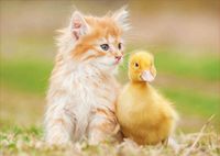 Educa Adorable Friends - obrázek puzzlí