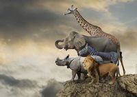 Educa Animals On The Edge Of A Cliff - puzzle image