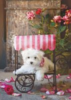 Educa Be my Valentine - puzzle image