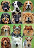 Educa Dogs Collage - puzzle image