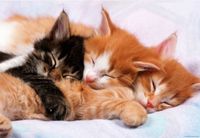 Educa Kittens - puzzle image