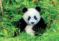Educa Panda Bear - puzzle image