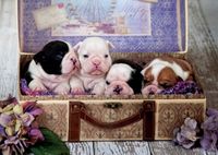 Educa Puppies - puzzle image