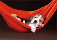 Educa Sleeping in a Hammock - obrázek puzzlí