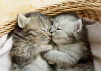 Educa Sweet Kittens - puzzle image
