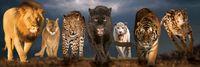 Eurographics Big Cats - puzzle image