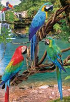 Eurographics Save Our Planet: Macaws - puzzle image