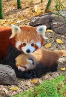 Eurographics Save Our Planet: Red Pandas - puzzle image