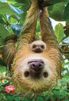 Eurographics Sloths - puzzle image