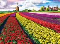 Eurographics Tulip Fields - obrázek puzzlí