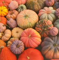 Galison Colorful Pumpkins - puzzle image