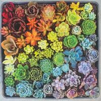 Galison Rainbow Succulents - puzzle image