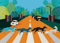 Gibsons Abbey Road Foxes - obrázek puzzlí