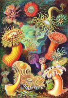Good Loot Ernst Haeckel: Sea Anemones - puzzle image