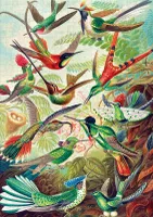 Good Loot Hummingbirds - obrázek puzzlí