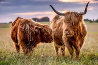 Great British Jigsaws Highland Cows at Minchinhampton - puzzle image