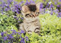 Jigsaw puzzle Kitten Sitting in between Flowers - puzzle image