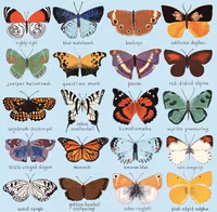 Mudpuppy Butterflies of North America - obrázek puzzlí