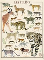 Nathan Felines - National Museum of Natural History - puzzle image
