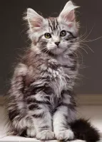 Nathan Le chaton Maine Coon - puzzle image