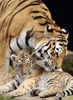 Nathan Moment de tendresse - puzzle image