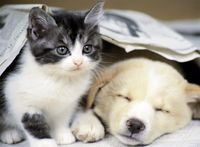 Nathan Réveille-Toi - puzzle image